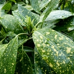 AUCUBA VARIEGATA WF-min