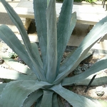 AGAVE AMERICANA 3 WF-min
