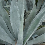 AGAVE AMERICANA 4 WF-min