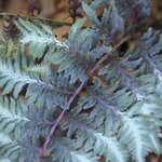 ATHYRIUM METALLICUM WF-min