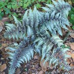 ATHYRIUM METALLICUM 2 WF-min