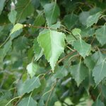 BETULA PENDULA WF-min