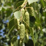 BETULA PENDULA 4 WF-min