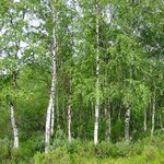 BETULA PENDULA 2 WF-min