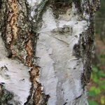 BETULA PENDULA 3 WF-min