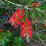 CALLISTEMON RIGIDUS 2 WF-min