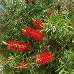 CALLISTEMON RIGIDUS 3 WF-min