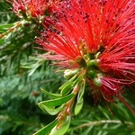 CALLISTEMON RIGIDUS WF-min
