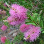 CALLISTEMON HOT PINK W-min