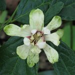 CALYCANTHUS VENUS 2 WF-min