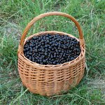 CASSISSIER NOIR DE BOURGOGNE WF-min