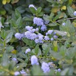 CEANOTHUS YANKEE POINT 3 WF-min
