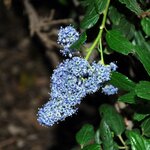 CEANOTHUS YANKEE POINT WF-min