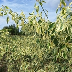 CORNUS CONTROVERSA VARIEGATA (7)-min