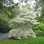 CORNUS CONTROVERSA VARIEGATA WF-min