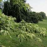 CORNUS CONTROVERSA VARIEGATA 2 WF-min