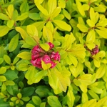 ESCALLONIA GOLD BRILLANT (2)-min