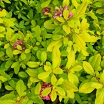ESCALLONIA GOLD BRILLANT-min