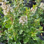 ESCALLONIA IVEYI (4)-min