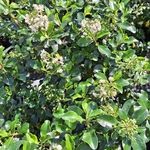 ESCALLONIA IVEYI-min