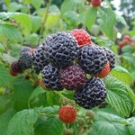 FRAMBOISIER BLACK JEWEL W-min