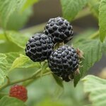FRAMBOISIER BLACK JEWEL 2 W-min