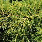 JUNIPERUS OLD GOLD W-min