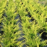 JUNIPERUS OLD GOLD W 2-min