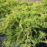 JUNIPERUS PFITZERIANA AUREA W-min