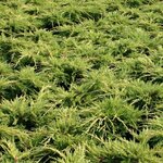 JUNIPERUS PFITZERIANA AUREA W 2-min