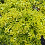 LIGUSTRUM LEMON AND LIME (2)-min