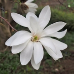 MAGNOLIA STELLATA WF-min