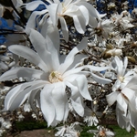 MAGNOLIA STELLATA WF 2-min