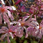 MAGNOLIA LEONARD MESSEL WF2-min