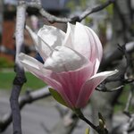 MAGNOLIA SOULANGEANA WF 2-min