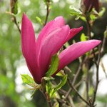 MAGNOLIA SUSAN WF 2-min
