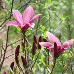 MAGNOLIA SUSAN WF-min