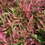 NANDINA GULFSTREAM W-min