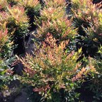 NANDINA GULFSTREAM W-min (2)