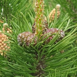 PINUS MUGO MUGHUS WF-min