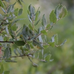 QUERCUS SUBER WF 2-min