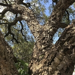 QUERCUS SUBER WF-min