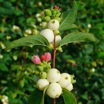 SYMPHORICARPOS WHITE HEDGE WF 2-min