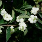 SYMPHORICARPOS WHITE HEDGE WF-min
