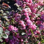 SYMPHORICARPOS MAGIC BERRY W-min