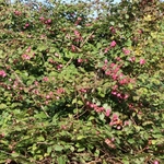 SYMPHORICARPOS MAGIC BERRY W2-min