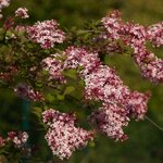 SYRINGA SUPERBA WF 3-min