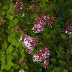 SYRINGA SUPERBA WF 2-min