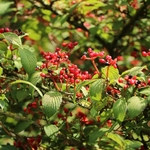 VIBURNUM PLICATUM PINK BEAUTY W-min