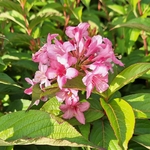 WEIGELIA STELZNERI (2)-min